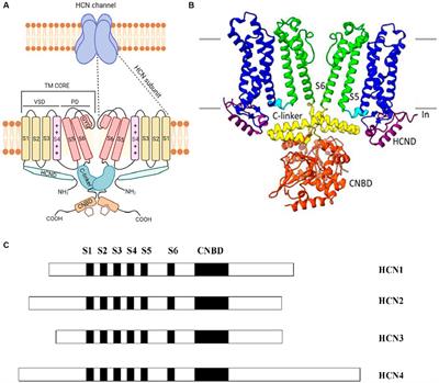 Localization of hyperpolarization-activated cyclic nucleotide-gated channels in the vertebrate retinas across species and their physiological roles